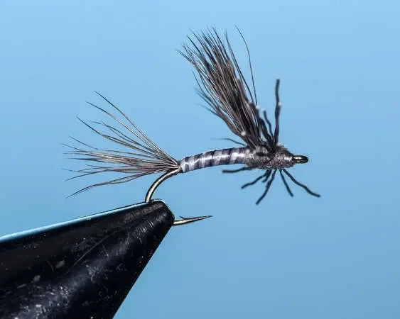 Gray Searcher