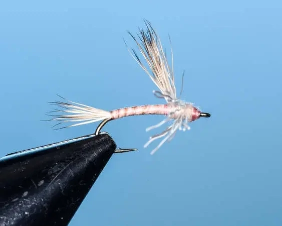 Pink Searcher