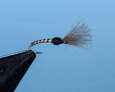 Black with Black Wing Colored Emerger