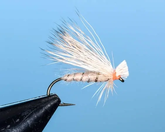 Spruce Moth