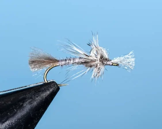 Gray Drake