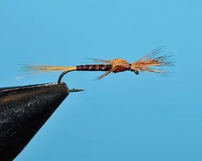 Brown Searching Emerger
