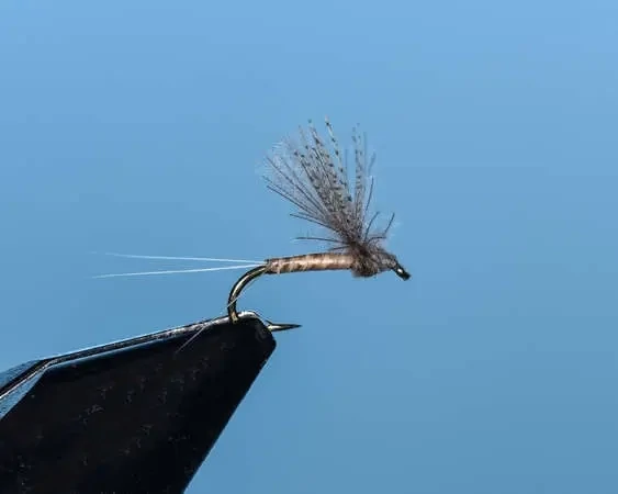 Callibaetis Comparadun