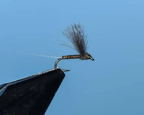 BWO Comparadun