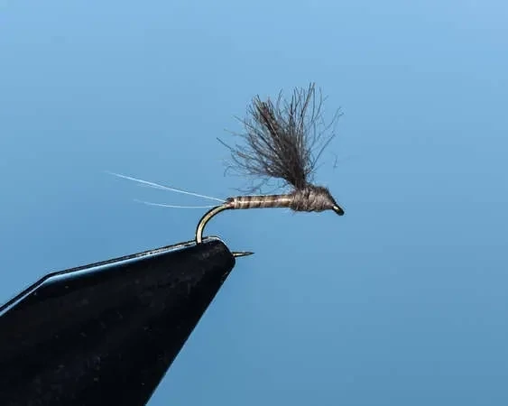 Callibaetis Convertible