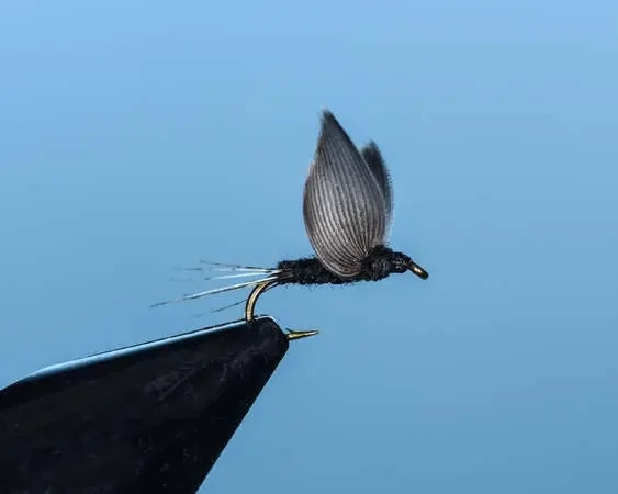 Black No Hackle