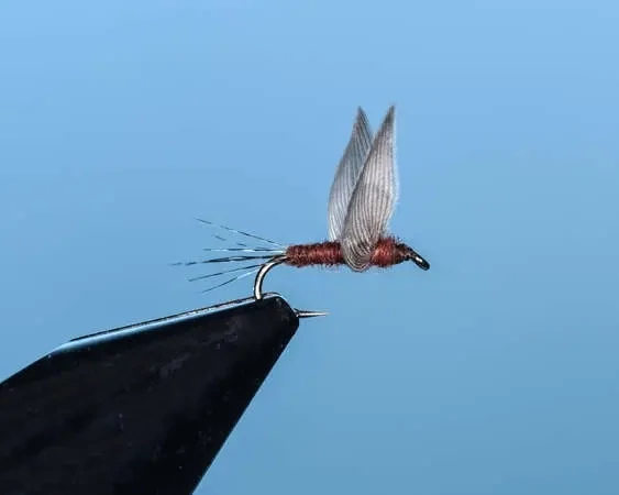 Mahogany No Hackle