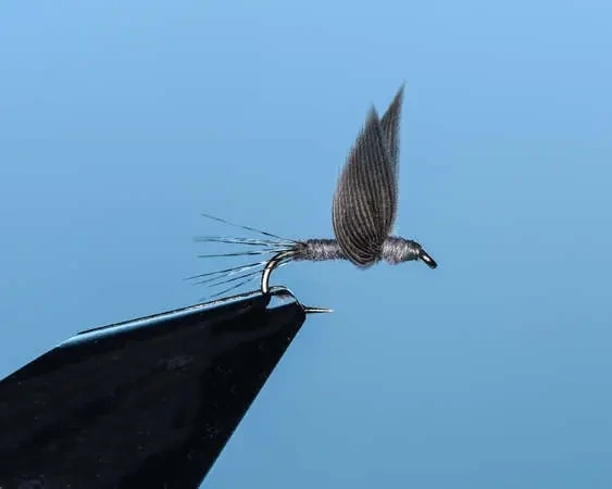 Gray No Hackle Mayfly