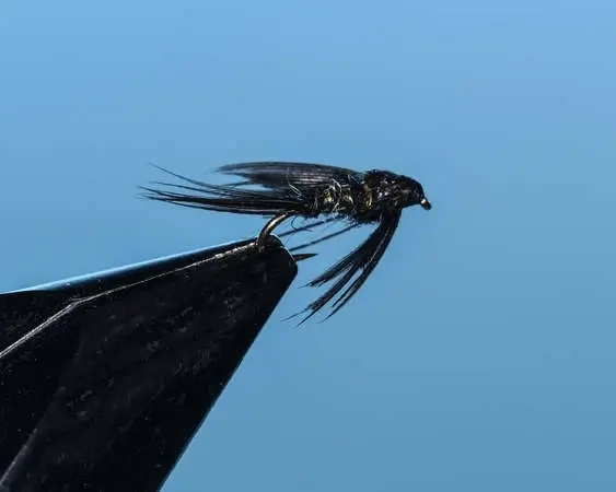 Black Soft Hackle