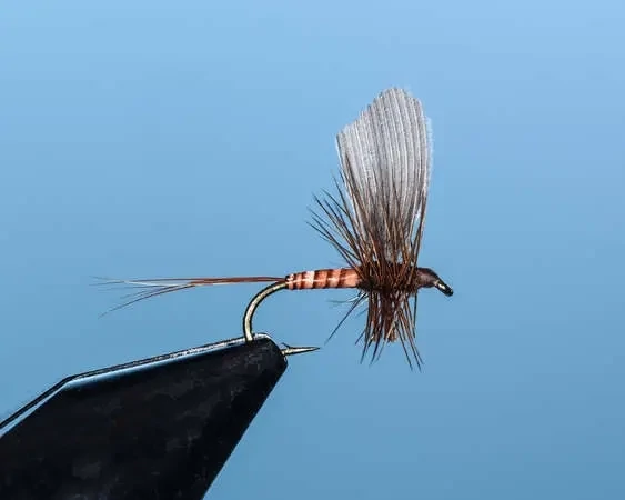 Rusty Single Upright Wing