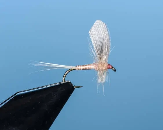 Pink Single Upright Wing