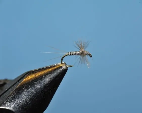 Gray Spinner