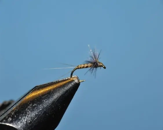 Callibaetis Spinner