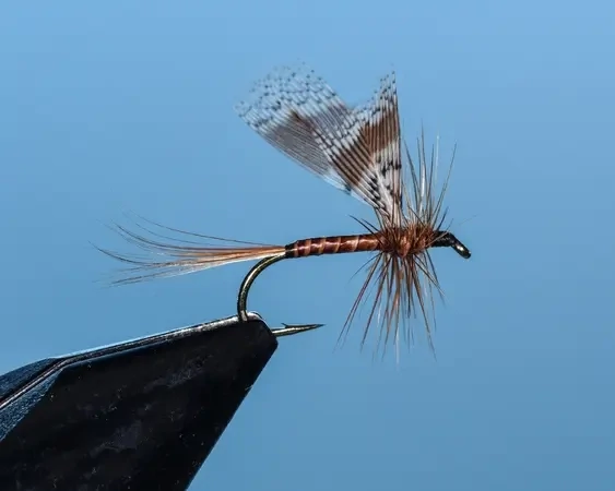 Brown Hun Mayfly