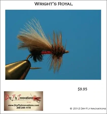 Terrestrials - Wright's Royal Tie
