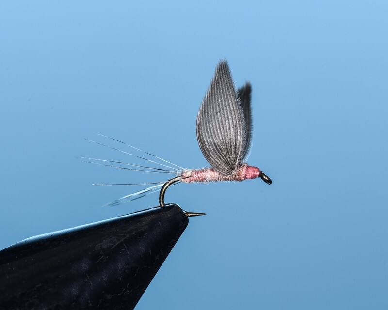 Pink No Hackle