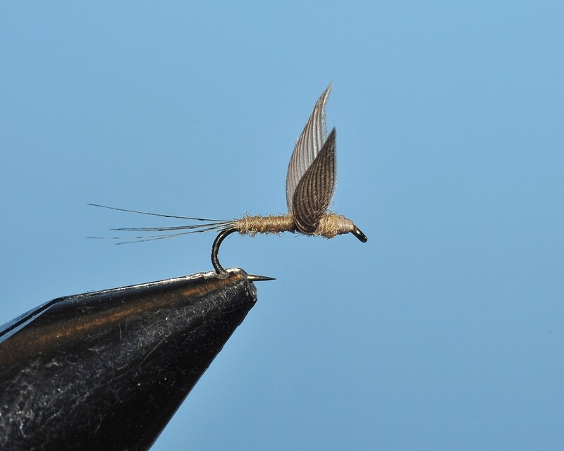 Callibaetis No Hackle
