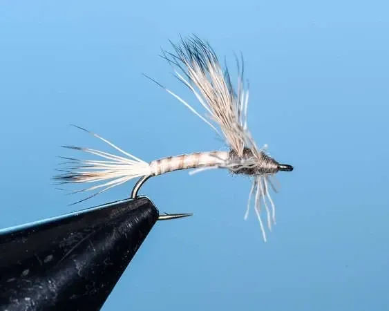 Callibaetis Searcher