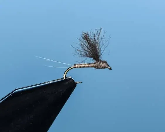 Callibaetis Convertible