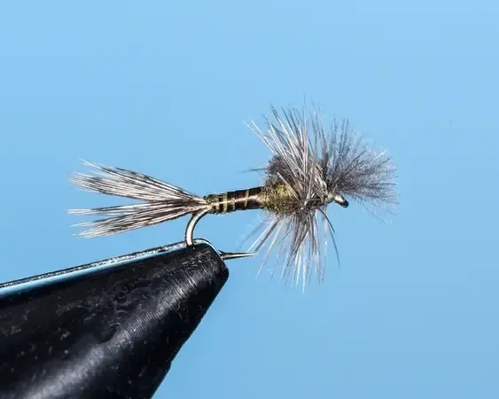 BWO Hoagie's Cripple