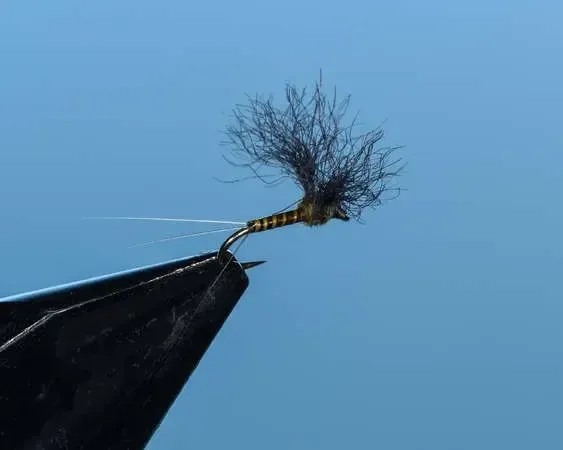 BWO Convertible