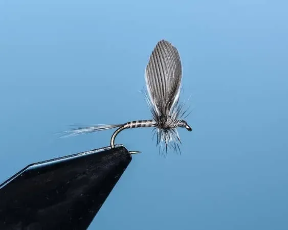 Gray Single Upright Wing