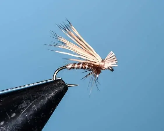 Brown Bare-Belly Caddis