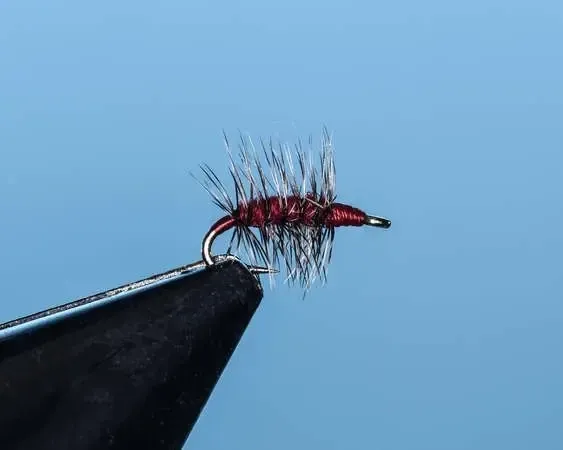 Blood Midge Cluster