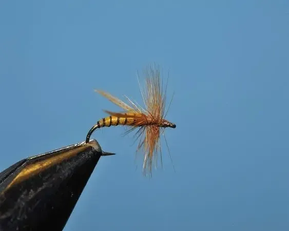 Terrestrial Yellow Jacket - SP