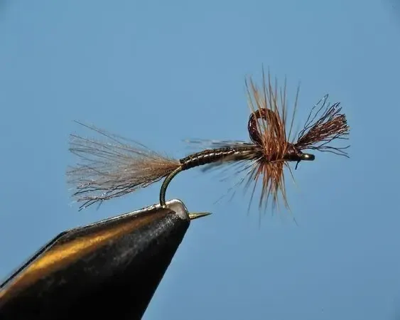 Drake Brown Hatcher - SP