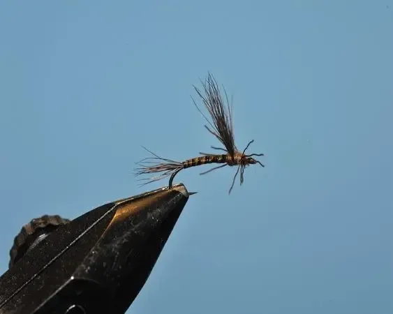 Drake Gray Adult - SP