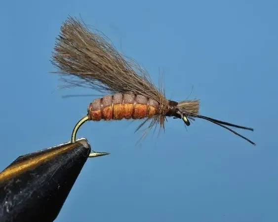 Caddis Fall -SP