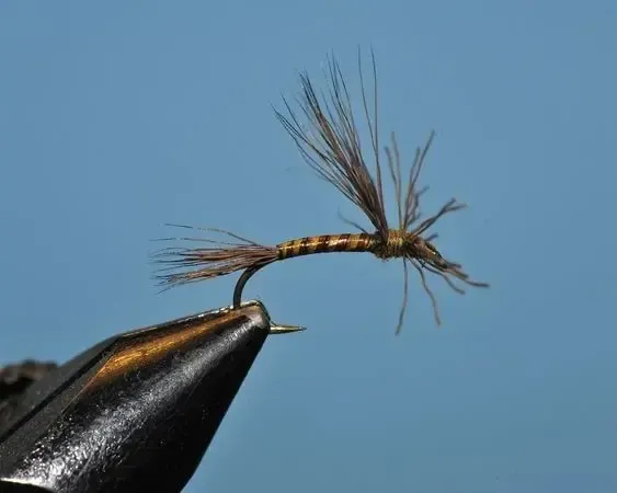 Drake Green Adult - SP