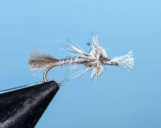 Gray Drake
