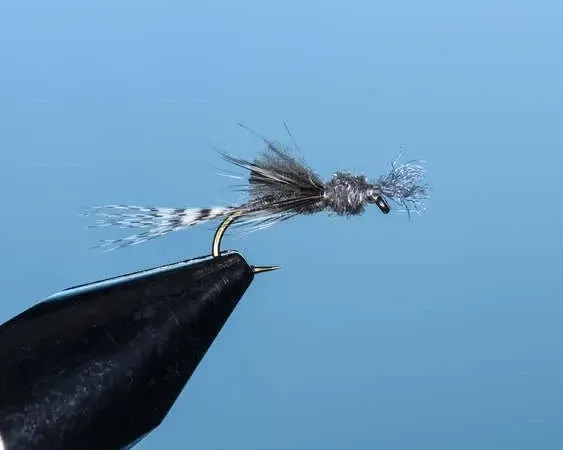 Gray Tantalizer
