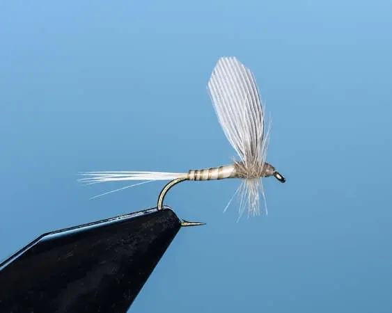 Mayfly Callibaetis Single Upright Wing - SP