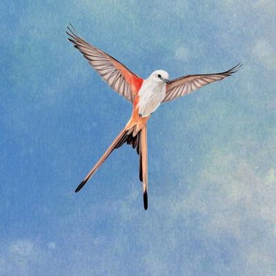Wingspan