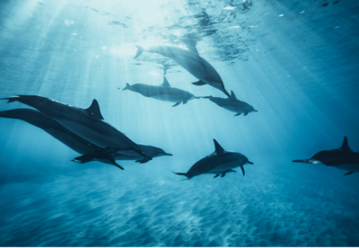 Dolphin Consciousness Workshop
