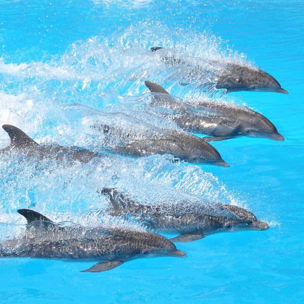 🟡 Lemurian Dolphin Double Helix Healing Workshop