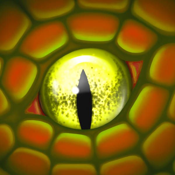 🟡 Activation of Your Dragon Magic Transmission