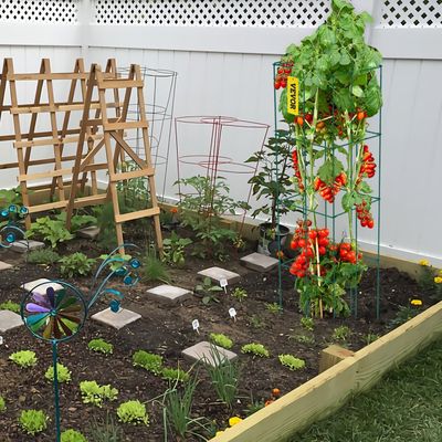 Cage a tomates