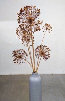 Allium Fruchtstand aus dem Garten / Natur