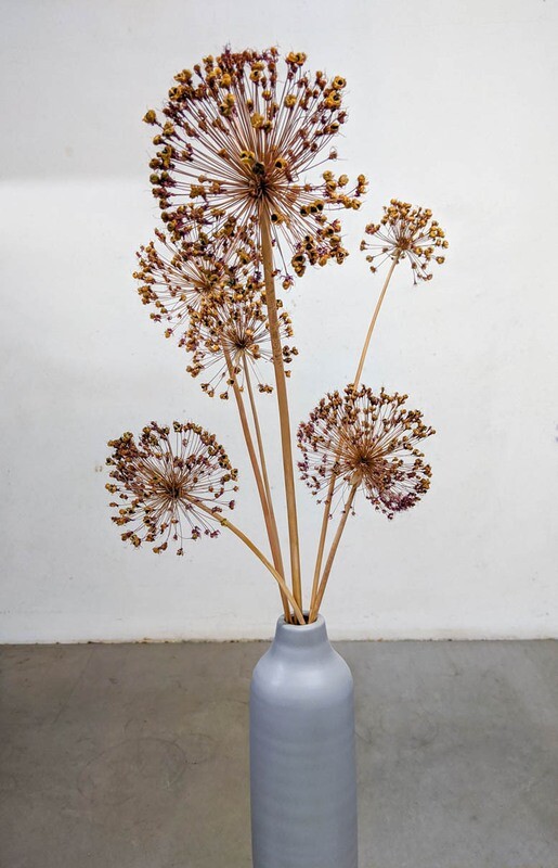 Allium Fruchtstand aus dem Garten / Natur