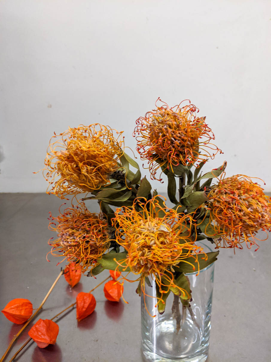 Leucodendron, Nutans, Nadelkissen / Natur