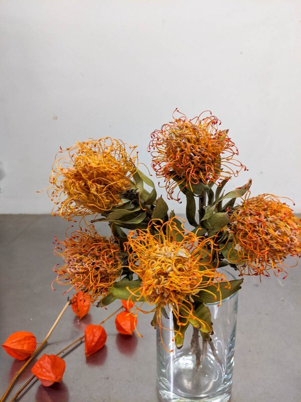 Leucodendron, Nutans, Nadelkissen / Natur
