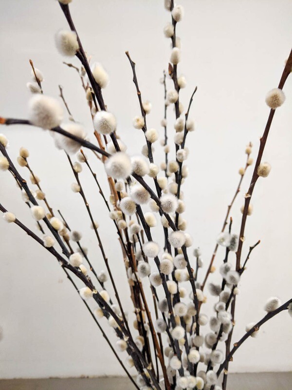 Weidenkätzchen Salix Natur