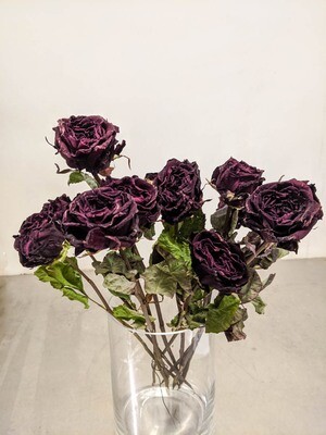 Rosen Trocken Natur