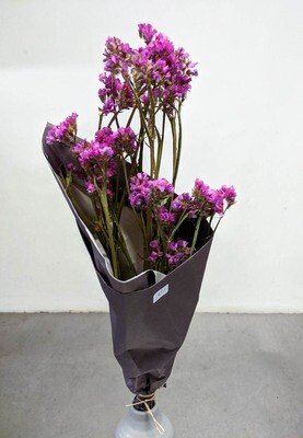 Stadicen Strandflieder Limonium grob Natur