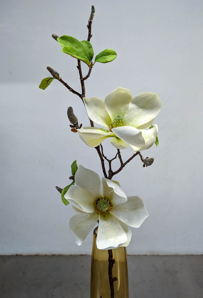 Magnolie Blüte