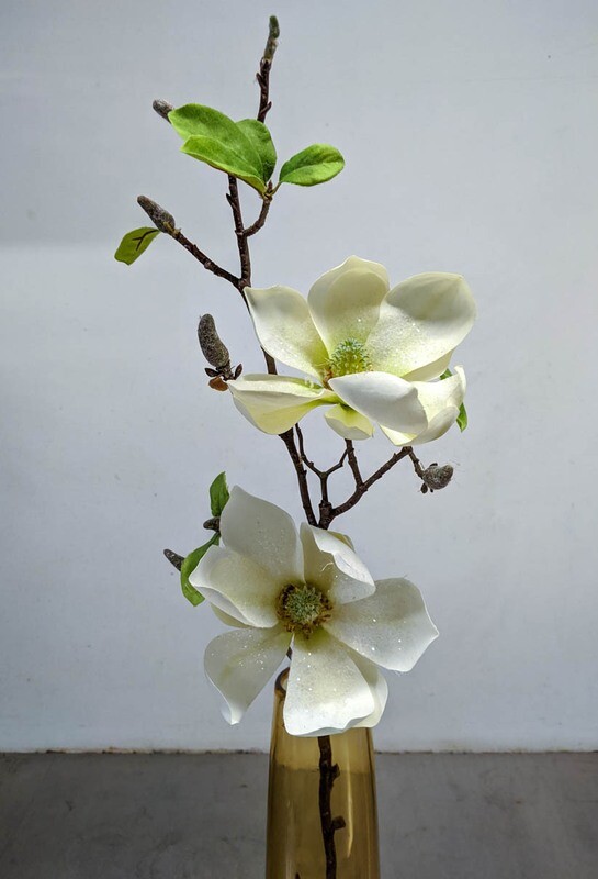 Magnolie Blüte